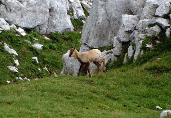 Camoscio d''Abruzzo Rupicapra pyrenaica ornata